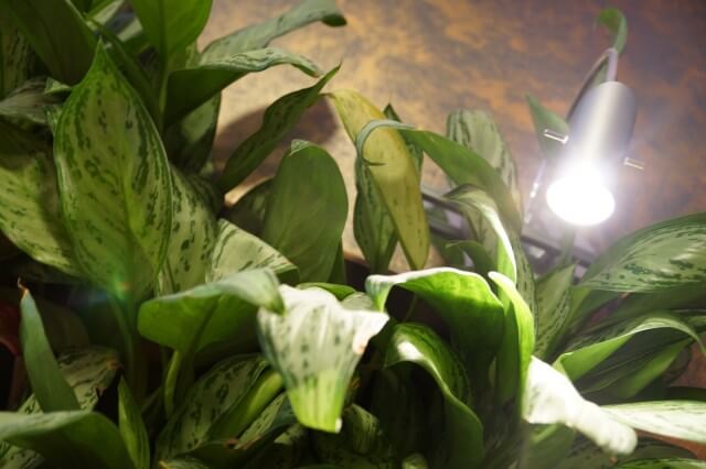 Фито-стена из живых растений  с автополивом в зоне ожидания. Студия красоты Margo Style